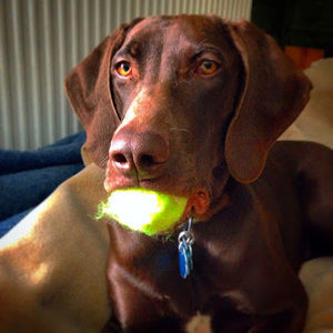 Meet your Posher, Ross